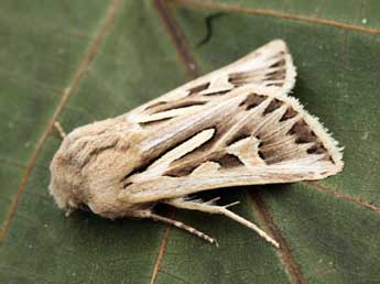 Eucoptocnemis optabilis Bsdv. adulte - �Daniel Morel