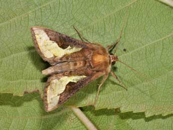 Thysanoplusia orichalcea F. adulte - �Philippe Mothiron