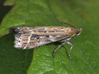 Pempeliella ornatella D. & S. adulte - �Philippe Mothiron