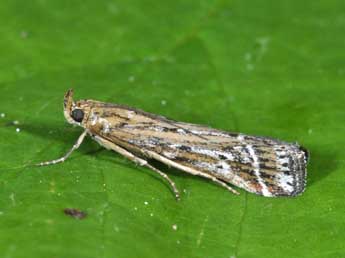 Pempeliella ornatella D. & S. adulte - �Philippe Mothiron