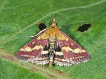 Pyrausta ostrinalis Hb. adulte - �Philippe Mothiron