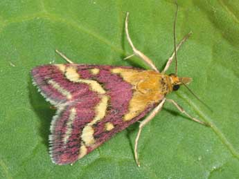 Pyrausta ostrinalis Hb. adulte - �Philippe Mothiron