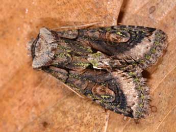 Allophyes oxyacanthae L. adulte - �Sylvie Michelin