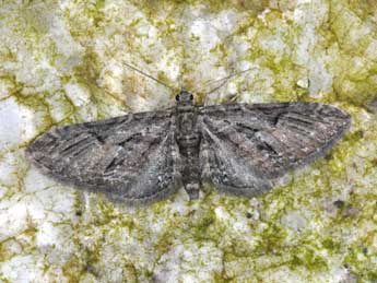 Eupithecia oxycedrata Rbr adulte - �Philippe Mothiron