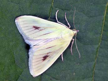Sitochroa palealis D. & S. adulte - �Daniel Morel
