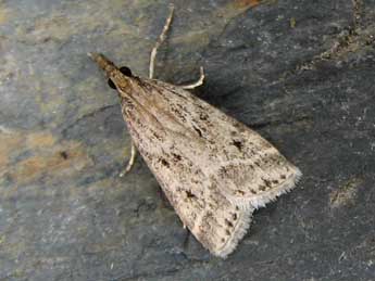 Eudonia pallida Curt. adulte - �Nicole Lepertel