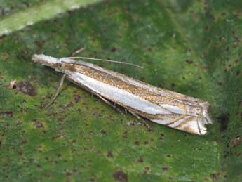 Crambus pascuella L. adulte - �Philippe Mothiron