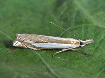 Crambus pascuella L. adulte - �Philippe Mothiron