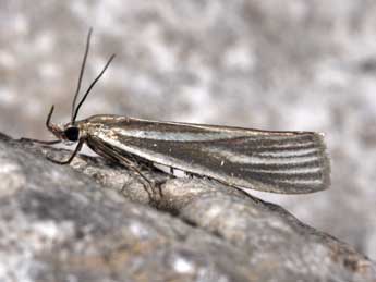 Crambus perlellus Scop. adulte - �Philippe Mothiron