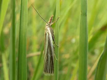 Crambus perlellus Scop. adulte - �Jean-Pierre Lamoline