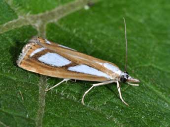 Catoptria permutatellus H.-S. adulte - �Philippe Mothiron