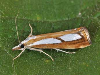 Catoptria permutatellus H.-S. adulte - �Philippe Mothiron