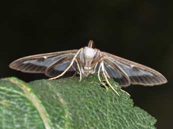 Cydalima perspectalis Wlk. adulte - �Philippe Mothiron