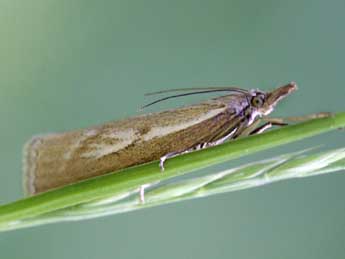 Catoptria coulonellus Dup. adulte - �Heiner Ziegler