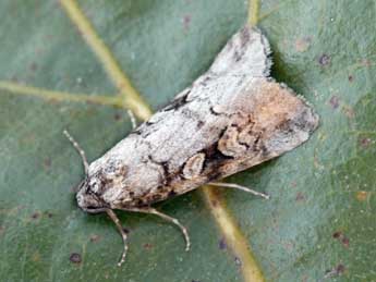 Stilbia philopalis Grasl. adulte - �Daniel Morel