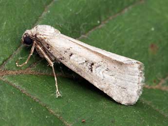 Stilbia philopalis Grasl. adulte - �Daniel Morel