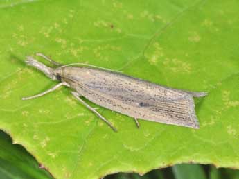 Chilo phragmitellus Hb. adulte - �Philippe Mothiron