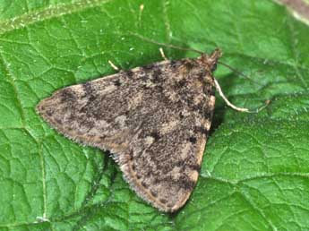 Aglossa pinguinalis L. adulte - �Philippe Mothiron