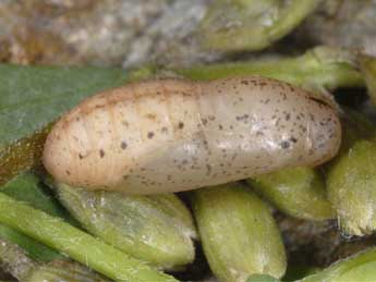  Chrysalide de Leptotes pirithous L. - �Wolfgang Wagner, www.pyrgus.de