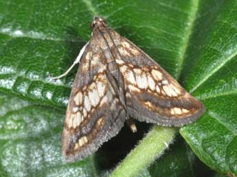 Evergestis politalis D. & S. adulte - �Philippe Mothiron