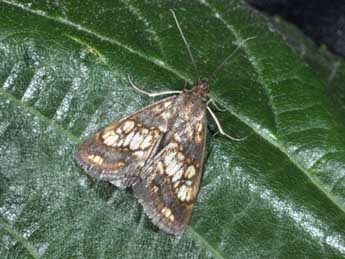 Evergestis politalis D. & S. adulte - �Philippe Mothiron