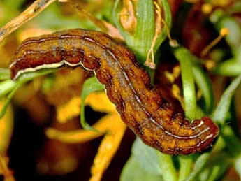  Chenille de Actinotia polyodon Cl. - �Raymond Villatte