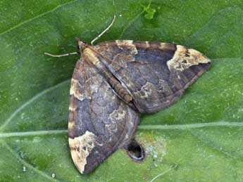 Eulithis populata L. adulte - �Daniel Morel