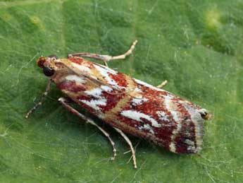 Acrobasis porphyrella Dup. adulte - �Daniel Morel