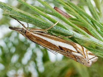 Crambus pratella L. adulte - �Friedmar Graf
