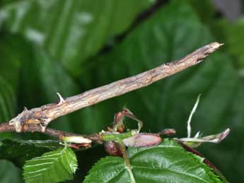  Chenille de Angerona prunaria L. - �Philippe Mothiron