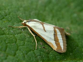 Ephelis pudicalis Dup. adulte - �David Demerg�s