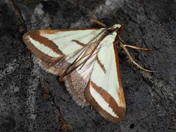 Ephelis pudicalis Dup. adulte - �Daniel Morel