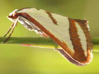 Ephelis pudicalis Dup. adulte - �Alain Cama