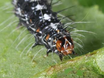  Chenille de Utetheisa pulchella L. - �Philippe Mothiron