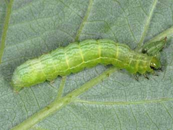  Chenille de Autographa pulchrina Hw. - �Wolfgang Wagner, www.pyrgus.de