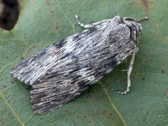 Scotochrosta pulla D. & S. adulte - �Daniel Morel