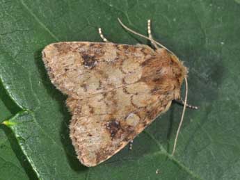 Atypha pulmonaris Esp. adulte - �Philippe Mothiron