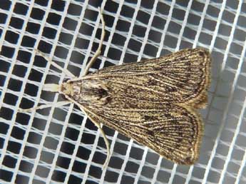 Chilo pulverosellus Rag. adulte - �bejac (www.insecte.org)