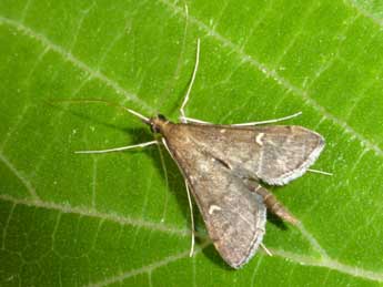 Dolicharthria punctalis D. & S. adulte - �Tristan Lafranchis