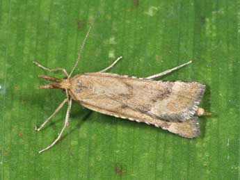 Synaphe punctalis F. adulte - �Philippe Mothiron