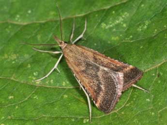 Synaphe punctalis F. adulte - �Philippe Mothiron