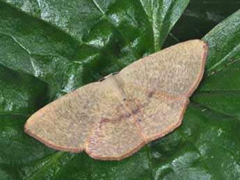 Cyclophora puppillaria Hb. adulte - �Philippe Mothiron
