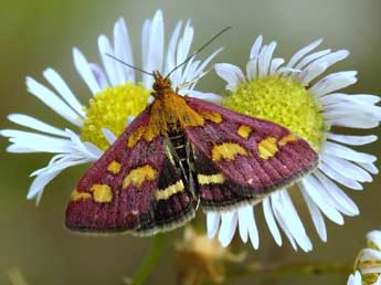 Pyrausta purpuralis L. adulte - �Jean-Fran�ois Maradan