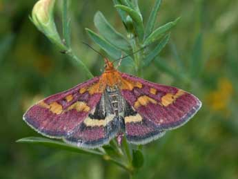 Pyrausta purpuralis L. adulte - �Philippe Mothiron