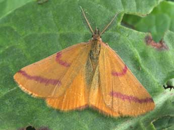 Lythria purpuraria L. adulte - �Philippe Mothiron