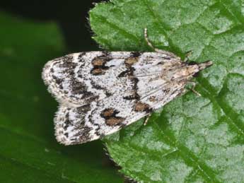 Scoparia pyralella D. & S. adulte - �Philippe Mothiron