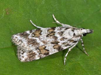 Scoparia pyralella D. & S. adulte - �Philippe Mothiron