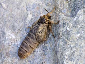 Pharmacis pyrenaica Donz. adulte - �Lionel Taurand