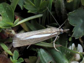 Catoptria radiella Hb. adulte - �Jean-Pierre Lamoline