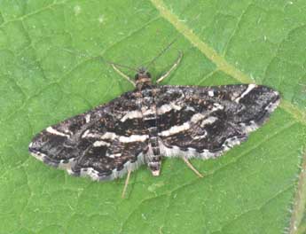 Diasemiopsis ramburialis Dup. adulte - �Philippe Mothiron